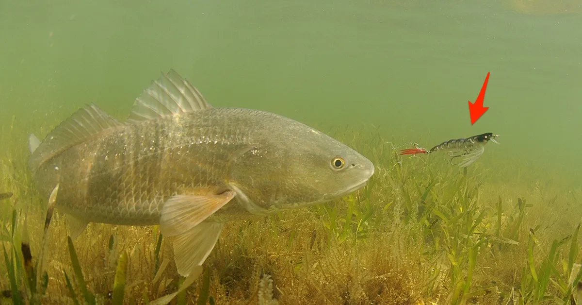 slow down and use the power shot for bass fishing