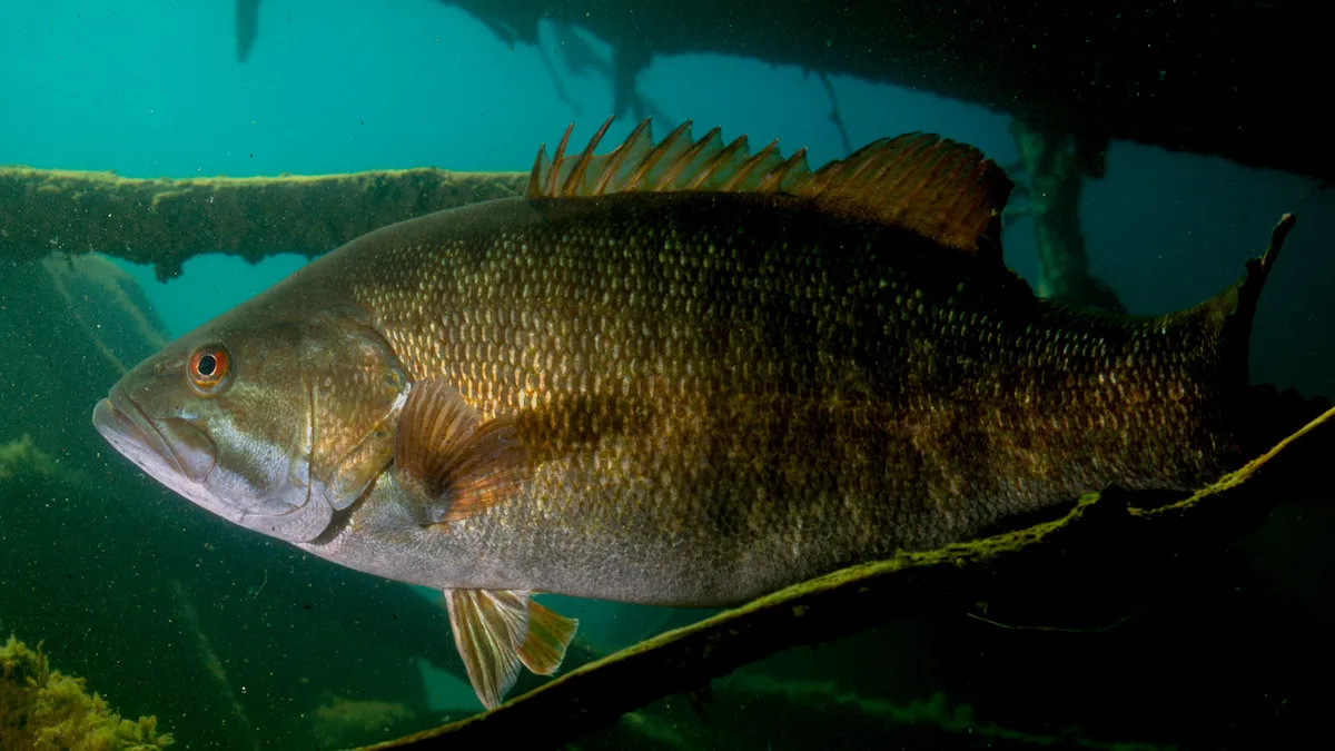 post-Where to Find Bass in Autumn: A Complete Lake Breakdown