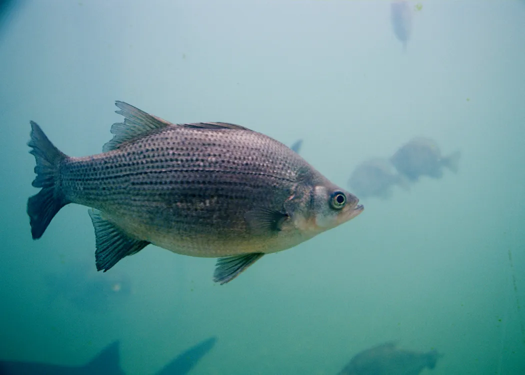 bass migrate affects on white bass fishing