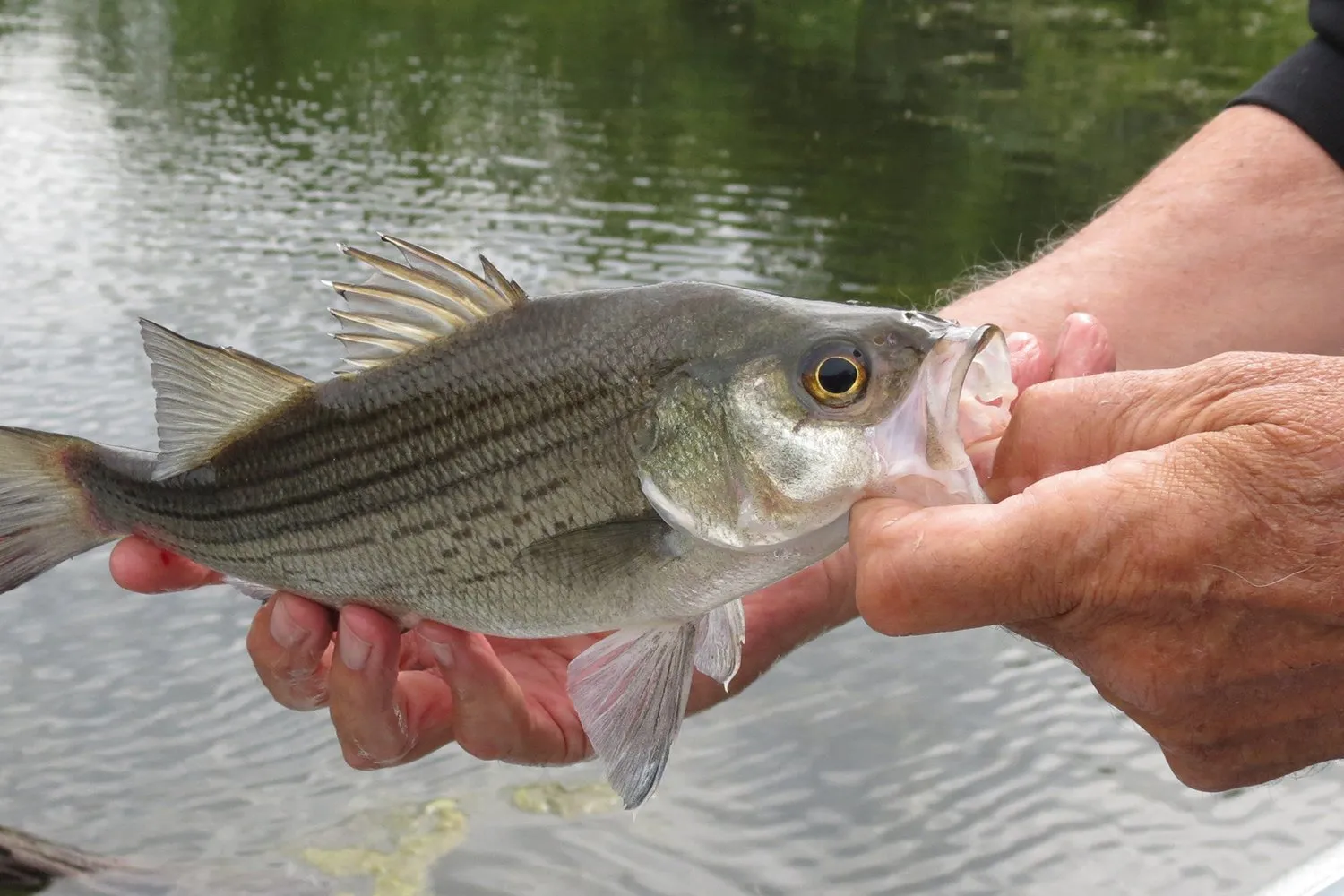 post-The Ultimate Guide to White Bass Fishing: From Spawn to Summer