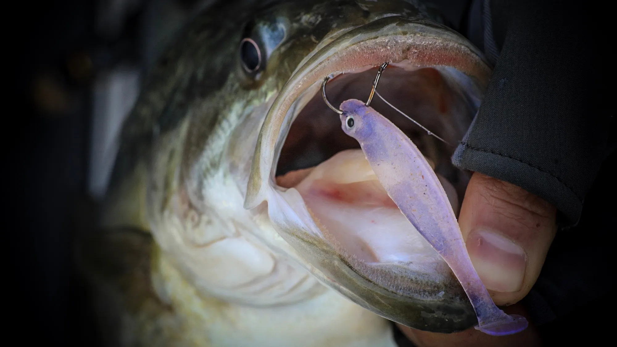 Megabass Hazedong Shad winter bass fishing lures